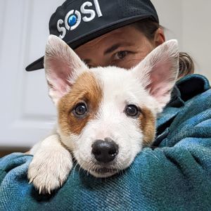 Meet your Posher, Sasha